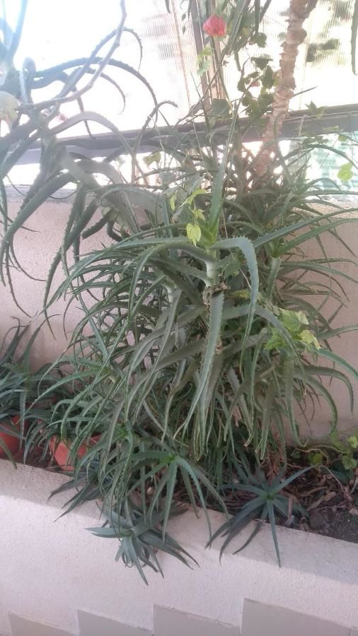 Гостевой дом Отдых у Анаиды Гагра