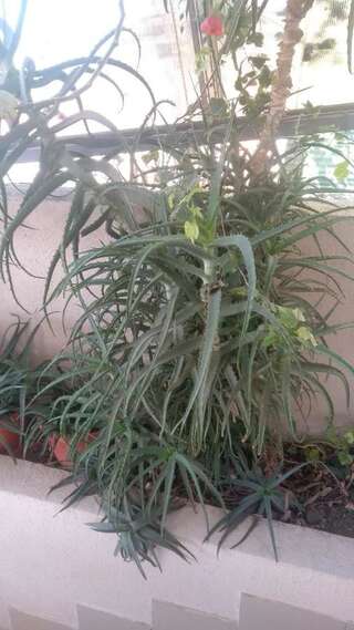 Гостевой дом Отдых у Анаиды Гагра Четырехместный номер эконом-класса-4