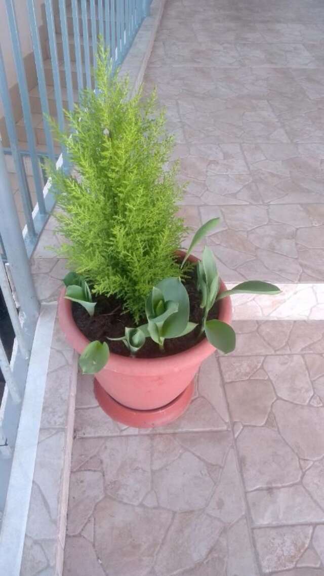 Гостевой дом Отдых у Анаиды Гагра-6